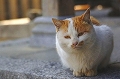 u`L